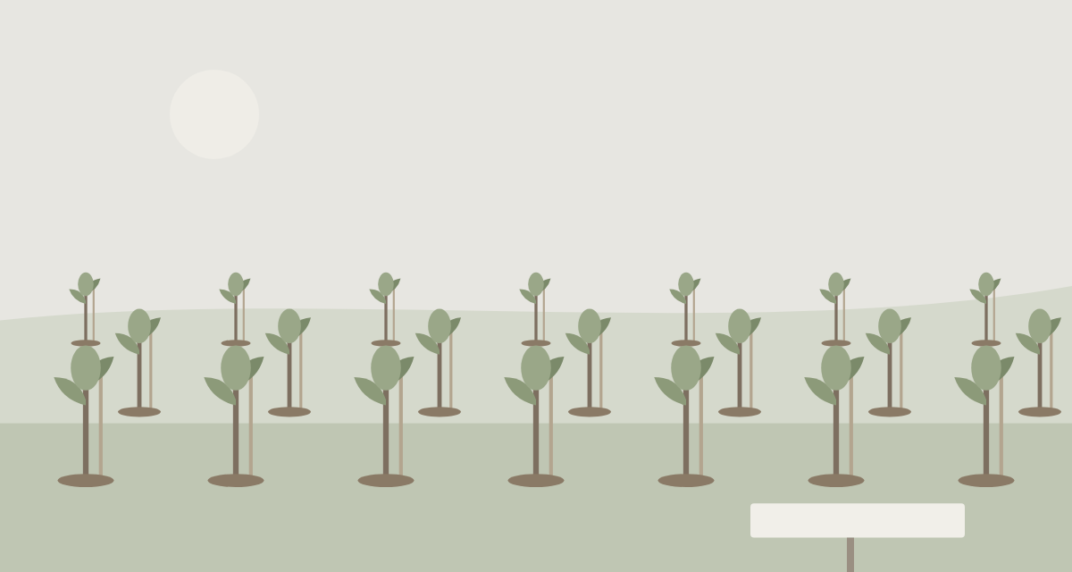Rows of young trees with wooden stakes on a green verge